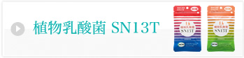 植物乳酸菌SN13T